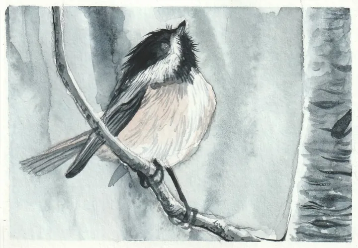 Ink and watercolour of a chickadee perched on a bare branch beside a birch trunk