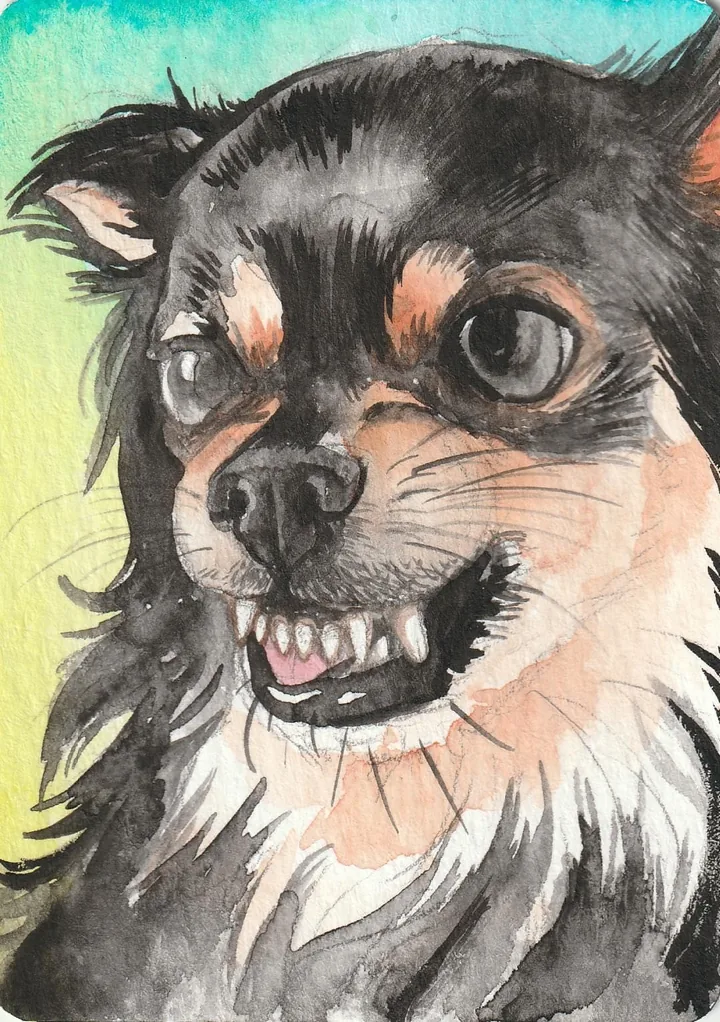 Watercolour portrait of a black and tan chihuahua snarling, against yellow and teal