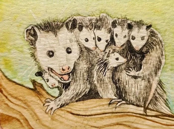 An opossum carrying five young on her back along a log, in ink and watercolour on green