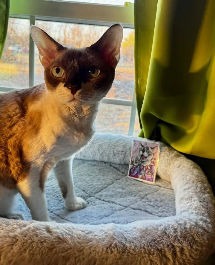 A brown and white cat sitting in a window bed beside a small painted card of herself
